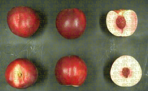 Fiches variétales Pêches Nectarines - Variété Nectardalas, nectarine à chair blanche (coupe)